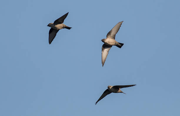 istock Eurasian Crag Martin (Ptyonoprogne rupestris) 636531620