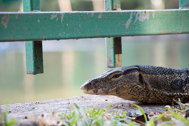 Water monitor lizard in the park 