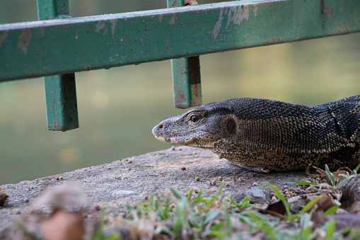 This is a Komodo dragon in the tropical rain forest.