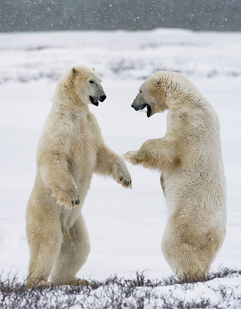 istock Two polar bears playing with each other in the tundra. 636536238