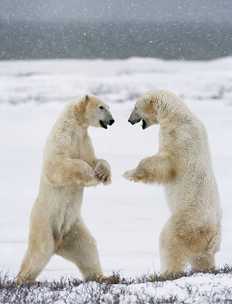 istock Two polar bears playing with each other in the tundra. 636536250