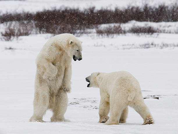 istock Two polar bears playing with each other in the tundra. 636536296