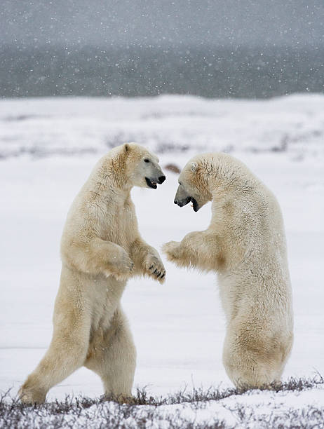istock Two polar bears playing with each other in the tundra. 636536298