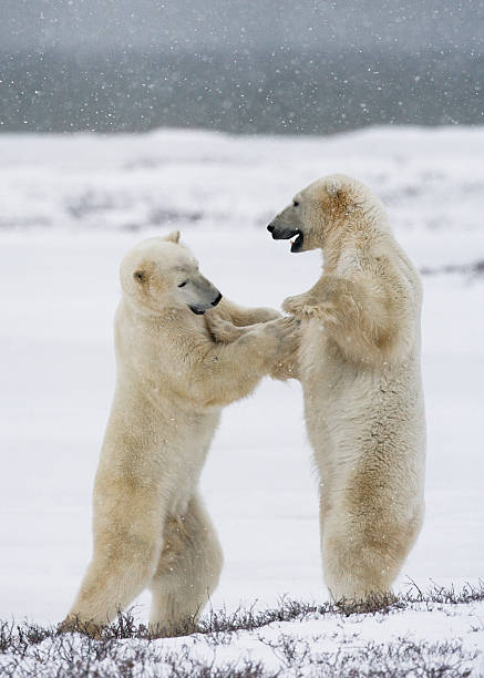 istock Two polar bears playing with each other in the tundra. 636536304