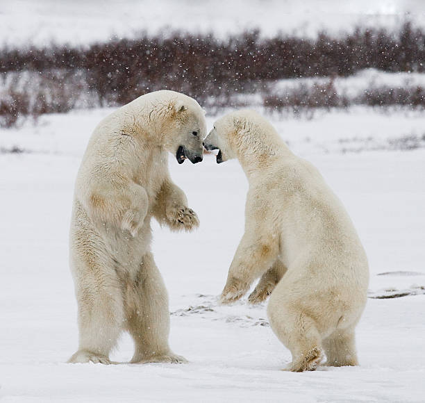 istock Two polar bears playing with each other in the tundra. 636536316