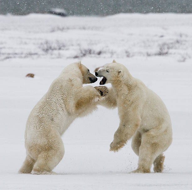 istock Two polar bears playing with each other in the tundra. 636536426