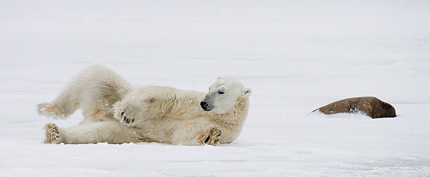 istock Polar bear lying in snow in the tundra. 636536436