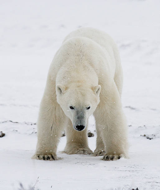 istock Polar bear on the tundra. 636536454