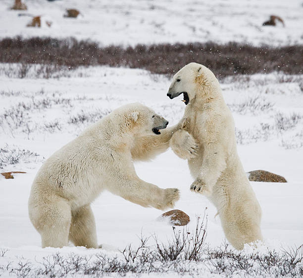 istock Two polar bears playing with each other in the tundra. 636536464