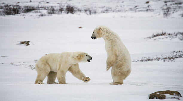 istock Two polar bears playing with each other in the tundra. 636538006