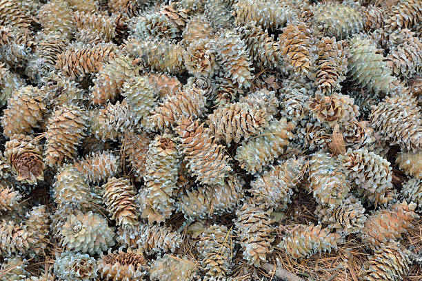 cones de cedar pine - cedrine imagens e fotografias de stock