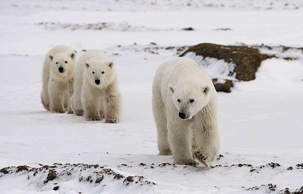 istock Polar bear with a cubs in the tundra. 636538528