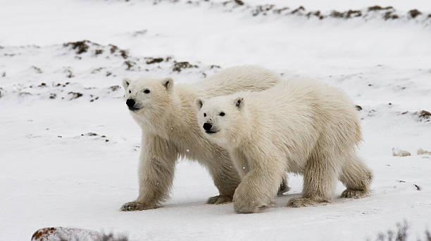 istock Polar bear with a cubs in the tundra. 636538554