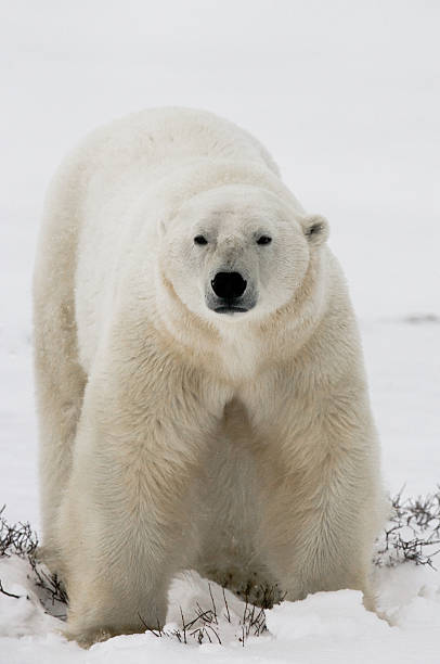 istock Polar bear on the tundra. 636538592