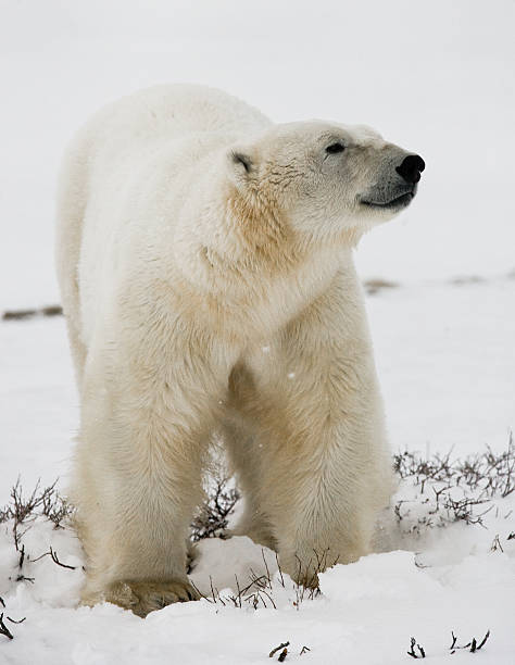 istock Polar bear on the tundra. 636538628