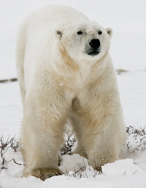 istock Polar bear on the tundra. 636538646