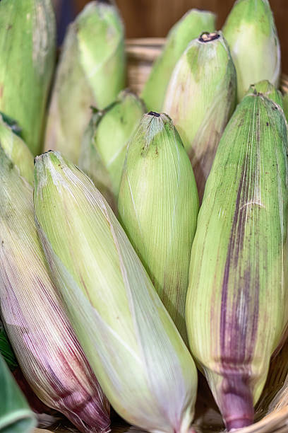 istock Raw Organic Yellow Seet Corn Ready to Cook 636539374