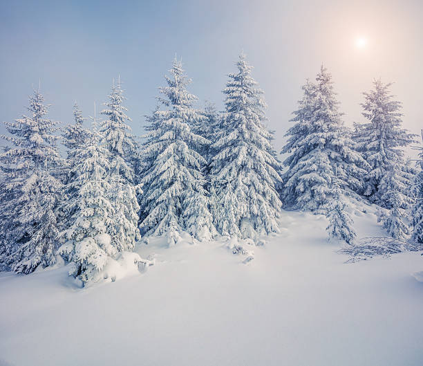 istock Bright morning scene in the mountain forest. 636545182