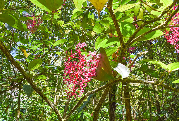 istock Mt. Kinabalu Botanical Garden of Kinabalu Park 636546340