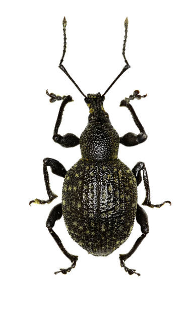 istock Armadillo Vine Weevil on white Background  -  Otiorhynchus armadillo (Rossi, 1792) 636546528