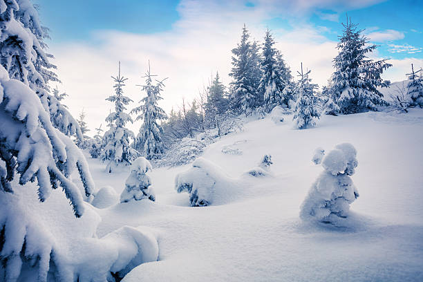 istock Bright morning scene in the mountain forest after heavy snowfall 636547374