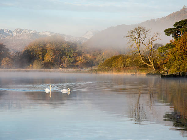윈더미어 호수의 백조 - swan bird water fog 뉴스 사진 이미지