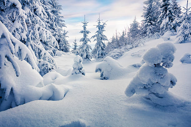 istock Sunny morning scene in the mountain forest. 636547558