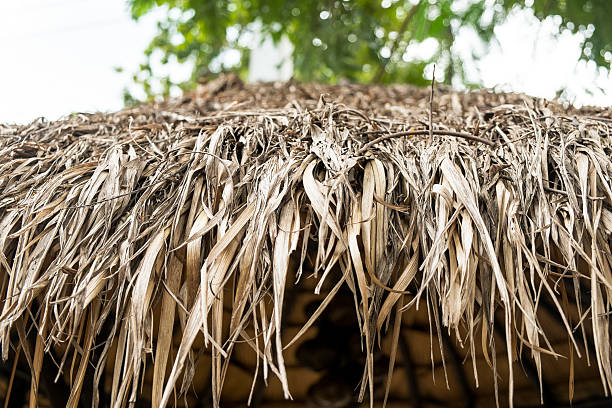 istock Dry banana leaves latter 636547596