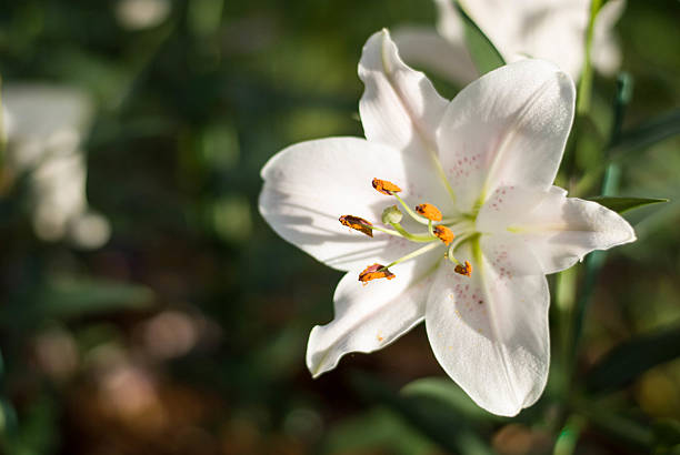 Free picture: up-close, delicate, sego, lily, pinkish, white, blossoms,  flower