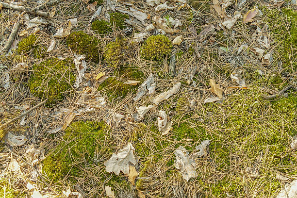 istock Moss, pine needles and dead leaves on the forest floor. 636550062