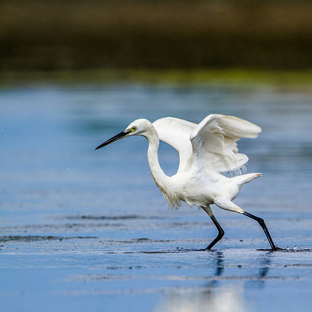 istock Little egret in Kalpitiya, Sri Lanka 636551742