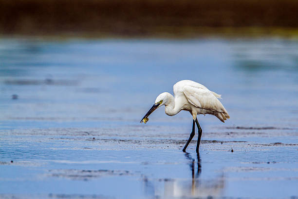 istock Little egret in Kalpitiya, Sri Lanka 636553440