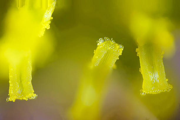 microscopic background of petals and pollens - pollen magnification high scale magnification yellow imagens e fotografias de stock