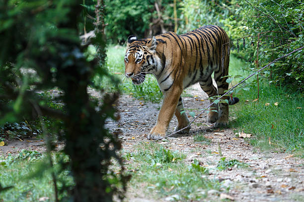 istock Siberian tiger along a path in the forest 636554484