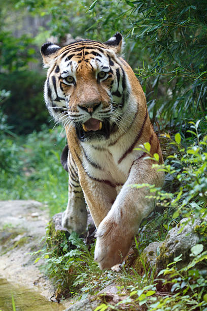 istock Siberian tiger looking at the camera 636554666