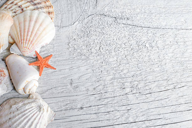 istock Sea shells and orange sea star 636554702