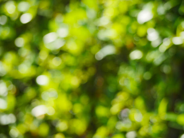 istock Abstract blurred green nature background with sun light 636554978