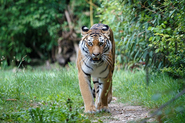 istock Siberian tiger walking along a path trail in the forest 636554980