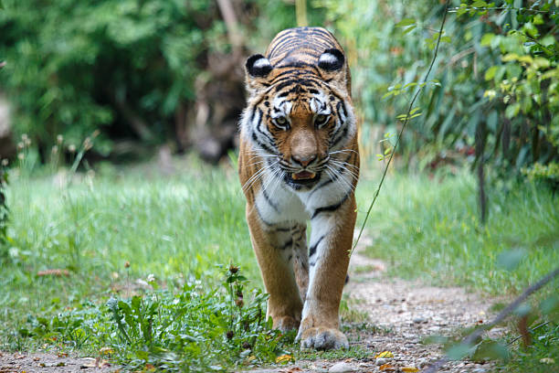 istock Amur tiger walking along a path trail in the forest 636555700