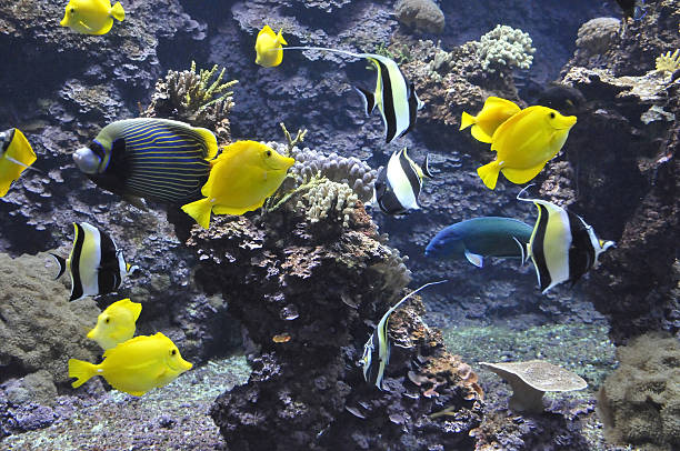 istock Many Yellow Tropical Fishes 636555850