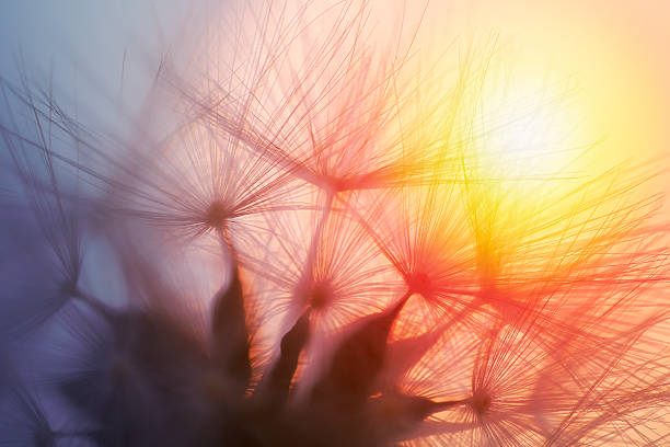 istock Dandelion seed in golden sunlight 636556028