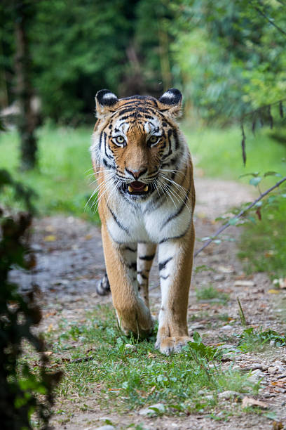 istock Amur tiger walking along a road in the forest 636556200