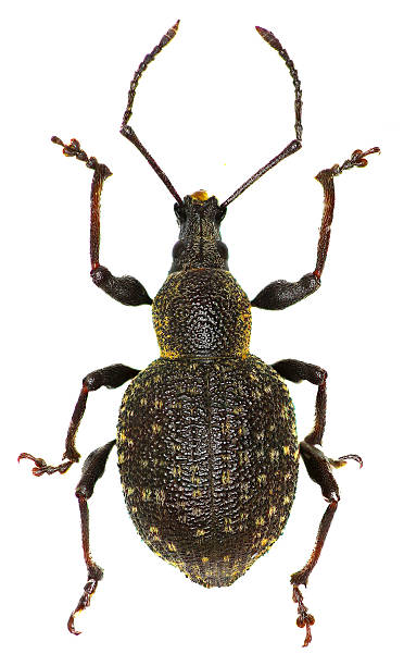 istock Armadillo Vine Weevil on white Background  -  Otiorhynchus armadillo (Rossi, 1792) 636556314