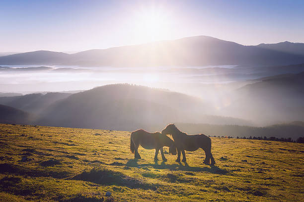 istock two horses in the mountain caressing 636557712
