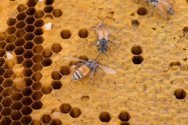 istock honeycomb background. honey bee on honeycomb background 636559392