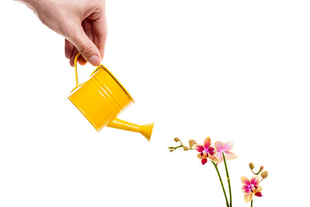 istock watering flower orchid isolated on white 636561622