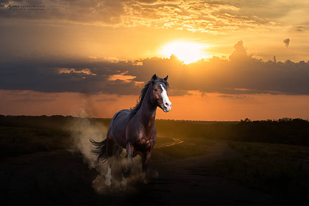 istock Dark bay horse running on sunset background 636562964