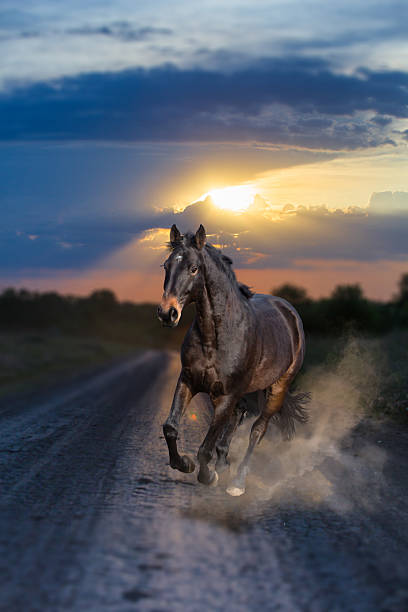 istock Dark bay horse running on sunset background 636563006