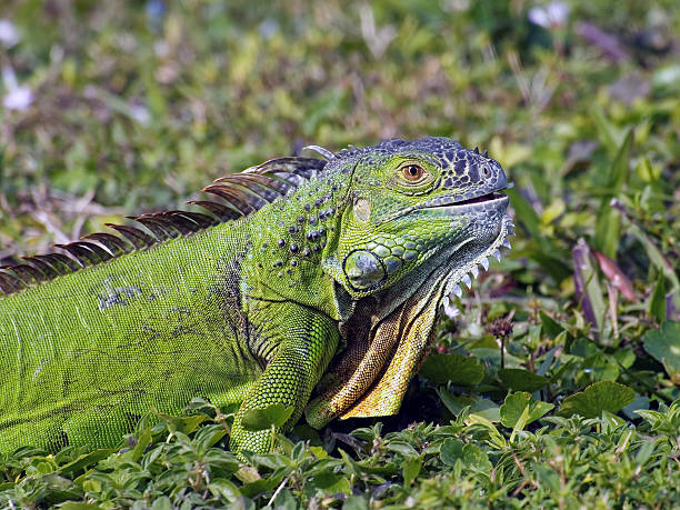 istock Young Green Iguana Eating Greens 636563458