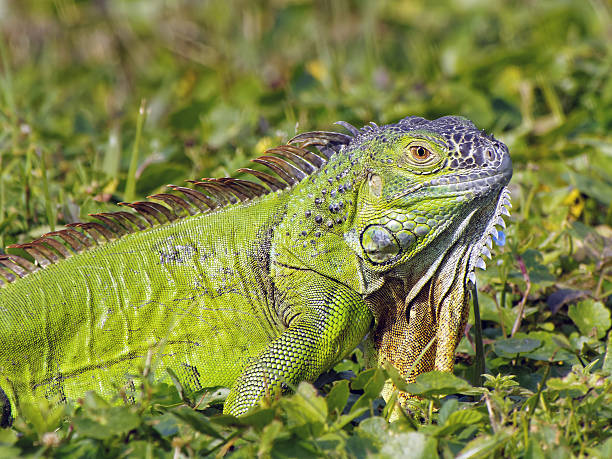 istock Green Iguana Neck Dewlap Partially Extended Camouflaged in Grass 636563496